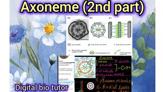 The Axoneme💁‍♀️Structure Explained Part 2biology neet [upl. by Lemuela]