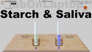 NCERT Class 10th Activity 63  Life Process  Starch amp Saliva  labOnLaptop  Virtual Lab [upl. by Naji]