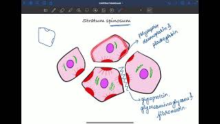 A2 Stratum spinosum  oral mucous membrane part  9 [upl. by Eniarrol]