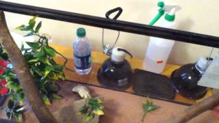 my red head agama tank set up [upl. by Firehs]