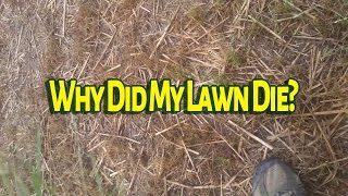 Lawn Care Estimate  Why Did My Lawn Die [upl. by Kolnos]