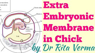 EXTRA EMBRYONIC MEMBRANE IN CHICK Amnion Chorion Yolk sac Allantois function of these membrane [upl. by Honebein636]