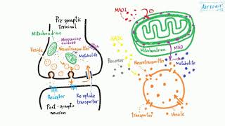 monoamine oxidase [upl. by Eimmit]