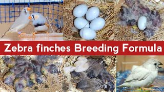 Finch Breeding Formula  Finch Breeding tips  Finches se breed Lena ka tarika [upl. by Georgia]