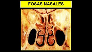 ANATOMÍA ES FÁCIL  FOSAS NASALES EN 5 MINUTOS [upl. by Adlesirg83]