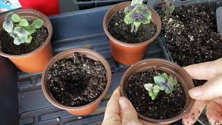 How to Separate Basil Seedlings and Transplant [upl. by Aguste]