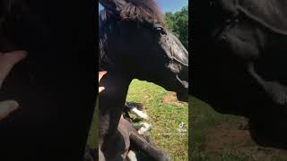 « Il faut descendre de cheval pour apprendre à monter » Danse avec lui [upl. by Llemaj]