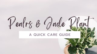 Pearls amp Jade Plant Care Guide  Plants amp Pilatays [upl. by Nyleek]