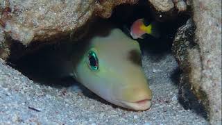 Facts The Sand Tilefish [upl. by Yenor]