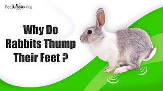 Why Do Rabbits Thump Their Feet [upl. by Ilenna]