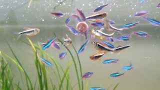 most beautiful fish the neon tetra  feeding a school of 53 individuals [upl. by Atinrev529]