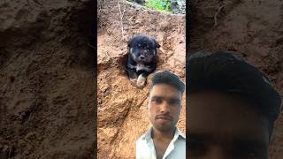 Dog ka puppy dog puppy cute pets animals emotional [upl. by Low]