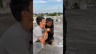 Rottweiler Daisy ko aaj kiss krdeya💋⚠️Reaction 😂rottweiler shorts viral doglover [upl. by Salome]