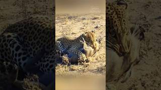 The Leopards Deadly Ambush A Warthogs Final Struggle [upl. by Malanie156]