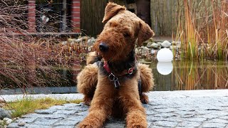 Airedale Terriers Skin Care Tips for Keeping Your Dog Healthy [upl. by Imoan927]