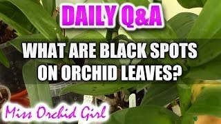 QampA  What are black spots on Orchid leaves [upl. by Nesaj]