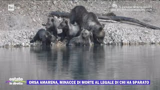 Orsa Amarena minacce al legale di chi ha sparato  Estate in Diretta 04092023 [upl. by Johiah447]