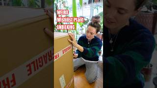 So thrilled with these plants 🌿 houseplants unboxing plants plantparent anthurium rareplants [upl. by Krys]