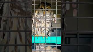 Hootie Hoo owl bird rescue wildlife [upl. by Rock]