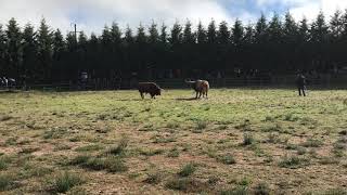 Torneio de Chegas de Bois Montalegre 2018 [upl. by Helli]