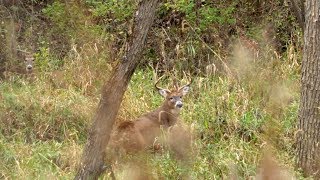 Windy Weather Whitetail Rut Strategies [upl. by Enirehtakyram]