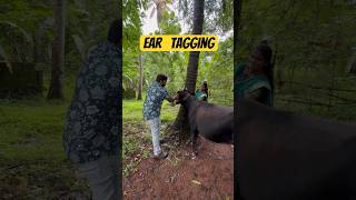 Ear tagging done by doctor  cow  veterinary doctor tagging cow tagging [upl. by Amena]