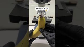 Banana test in mikroscopeviral science shoers shoertsfeed chinesfood123 [upl. by Yeaton779]