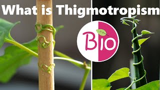 What is Thigmotropism by Simply The Best BIO [upl. by Nybor]