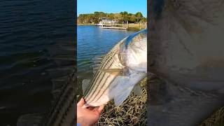 Fishing with live eels during the day stripedbass fishing capecod [upl. by Wardlaw]