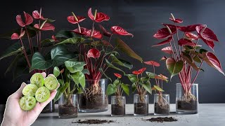 Dont put them away your ANTHURIUM will have many flowers and no pests  Natural Fertilizer [upl. by Kcirred]