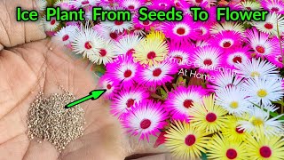 Ice Plant  Burfi Heaven  Mesberanthemu From Seeds Sowing To Flowering Update [upl. by Nocam233]