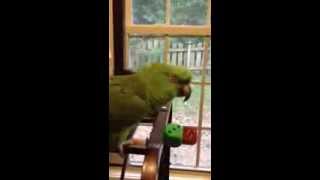 Parrot sings Margaritaville [upl. by Hera]