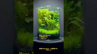 Moss Terrarium ～22104～ コケリウム shorts terrarium 苔テラリウム 苔 moss 苔 [upl. by Melisande485]