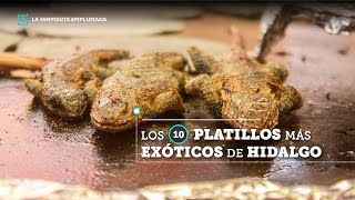 Los 10 platillos más exóticos del estado de Hidalgo Santiago de Anaya [upl. by Waly]