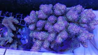 Acropora anthocercis pinkyellow coral gandalf [upl. by Aissyla894]