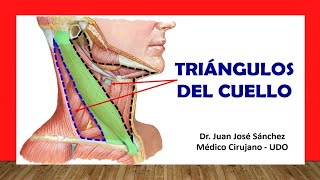 🥇 TRIÁNGULOS DEL CUELLO Fácil Rápido y Sencillo [upl. by Waverly]