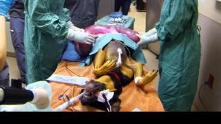 Emergency Pyometra Dog Spay  16 Pound Uterus Removed [upl. by Eyak439]