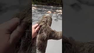 Heroic woman spots sloth struggling on road in Brazil [upl. by Claudio]