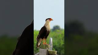 Crested Caracara Courtship Display and Calls shorts [upl. by Langsdon202]