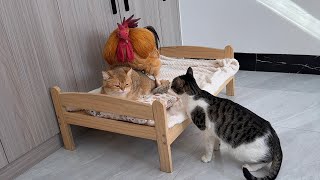 The rooster was scared away by the tabby cat The rooster wanted to take over the cats bed [upl. by Atilehs]