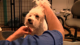 Learn How to Groom a Maltipoo at Home Grooming Maltipoos [upl. by Verina]