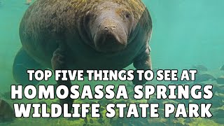 Homosassa Springs State Park  Top 5 things to see at this unique Florida attraction [upl. by Marih510]