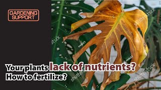 Sick of OverFertilizing Yellow Leaves Plants Looking Weak Feeds Your Plants Just Right [upl. by Coster]