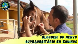 🐴 BLOQUEIO do NERVO SUPRAORBITÁRIO em equinos [upl. by Emelita812]