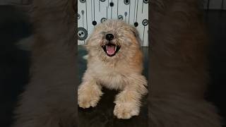 dog laughing  dog funny voice  dog funny sound  dog barking sound  dog comedy video shorts [upl. by Nilde]