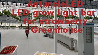 The best led grow light for strawberry greenhouse vertical farming lighting 2 [upl. by Weinreb]