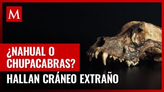 Misterioso cráneo descubierto en cueva de Coahuila [upl. by Xella]