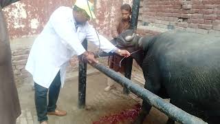 Wound  Irrigator  Odema of Neck  Buffalo Bull  Dr SarfrazurRahman  03219433018 [upl. by Fremont]