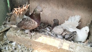 Unique Color Fantails From Cross Breeding  Fantail Pigeons Breeding [upl. by Kcirded]