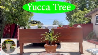 Potting up a Yucca tree for my Backyard Garden [upl. by Lucho]